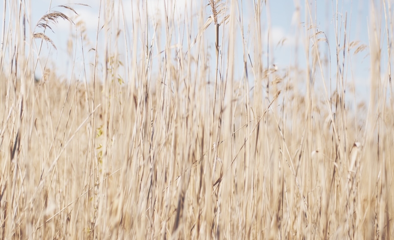 Background image of wheat